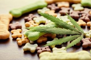 solid dosage forms pet cbd