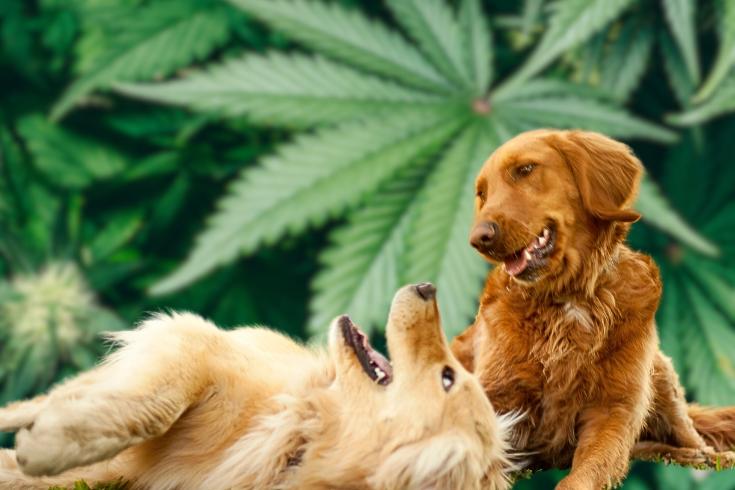 solid dose cbd for dogs